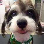 hello_spencer_dog profile picture