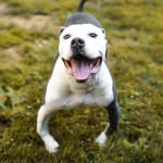 helpingheartshealingtails profile picture