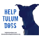 helptulumdogs profile picture