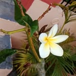 hemchandra059 profile picture