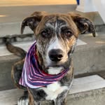 henrythefosterfail profile picture