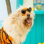 henrytheliger profile picture