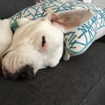 henrythetripawd profile picture