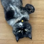 her.sheycat profile picture