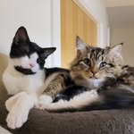 herculesandpandora profile picture