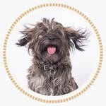 herculesysubanda profile picture