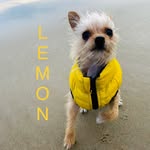 here.comes.lemon profile picture
