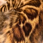 hermeslebengal profile picture