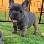 herschelthefrenchie profile picture