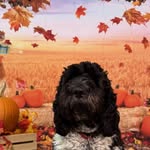 hershmansteven profile picture
