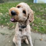 hey.doods.its.arlo profile picture