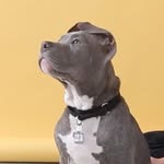 heydognicevan profile picture