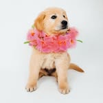 heyhanalei profile picture