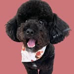 heyyimoscar profile picture
