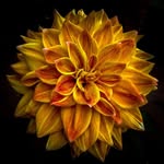 hfatima.0217 profile picture