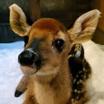 hickoryhavenfawnrescue profile picture