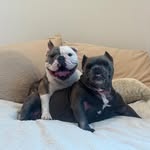 higginslovesmochi profile picture