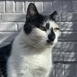 highbridgecats profile picture