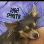 highspiritsshirts profile picture