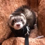 hikingferret profile picture