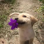 himanshu_chandra828 profile picture