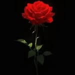 hinaansari322899 profile picture