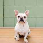 hipolita_frenchie profile picture