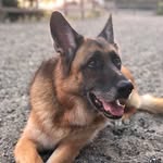 hissy_fritz_thegsd profile picture