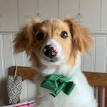 hjalmarns profile picture