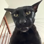 hobbikats profile picture