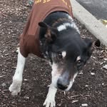 hoboken_dogs profile picture