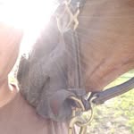 hodgepodgerescue profile picture