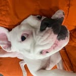 hoganknowspets profile picture