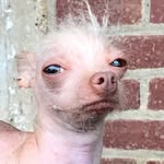 hollys_amazing_journey profile picture