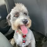 hollywoodadoptada profile picture