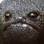 holyfrogfather profile picture