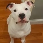 homefortully profile picture