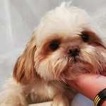 honeybunistheshihtz profile picture