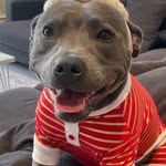 honey_thestaff profile picture