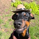 honkifyoulovemydog profile picture