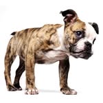 hopelily4roadogs profile picture