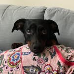hoppergoeshopping profile picture