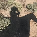 horse_girl_nrg profile picture
