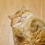 hosico_cat profile picture
