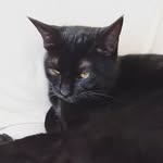 hotoke__neko profile picture