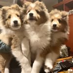 house.istoria.shelties profile picture