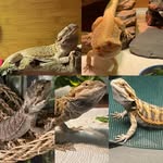 house0f5dragons profile picture