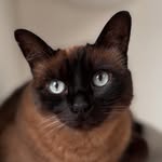 house_of_colathecat profile picture