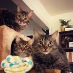 houseoftabbies profile picture