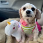 houstoncityofstrays profile picture